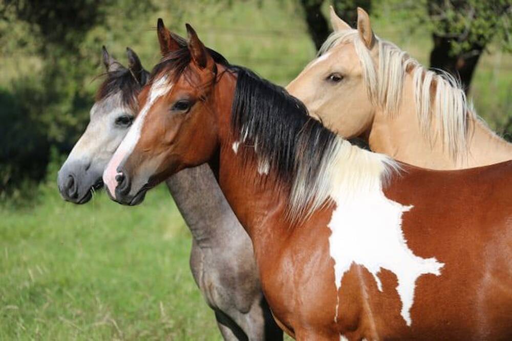 Commerce à vendre à Aywaille 4920 995000.00€  chambres 185.00m² - annonce 387303