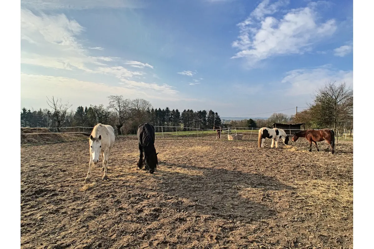 Terrain non bâtissable à louer à Aubel 4880 1000.00€  chambres m² - annonce 717156