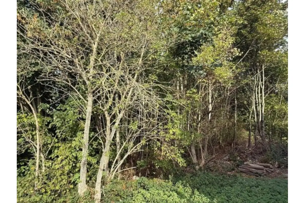 Terrain à bâtir à vendre à Awans 4340 143750.00€  chambres m² - annonce 824708